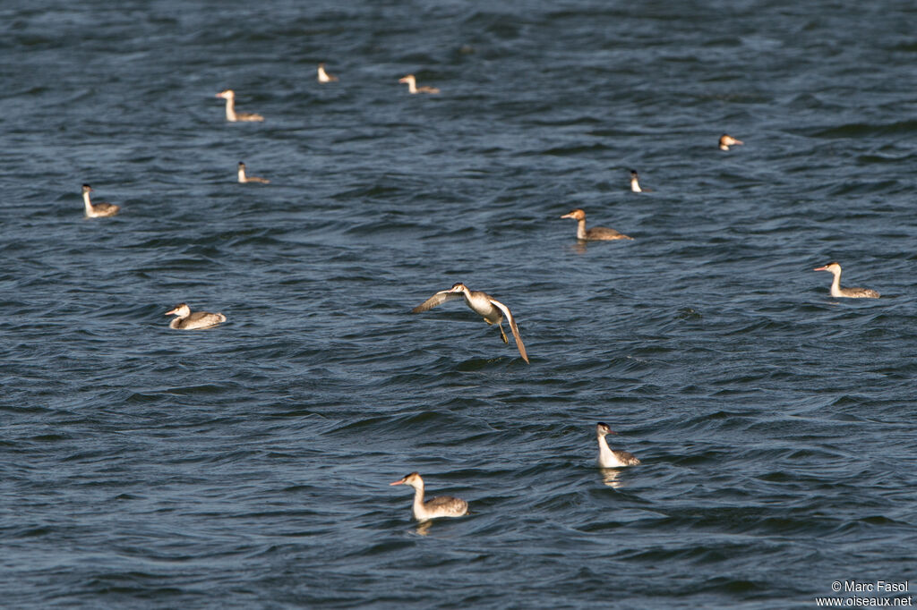 Great Crested Grebeadult post breeding, Flight