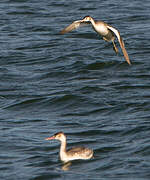 Great Crested Grebe