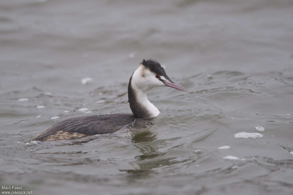 Great Crested Grebeadult post breeding, identification