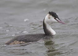 Great Crested Grebe