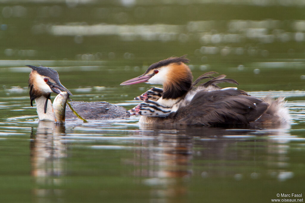 Great Crested Grebe, identification, swimming, feeding habits