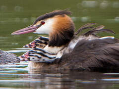 Great Crested Grebe