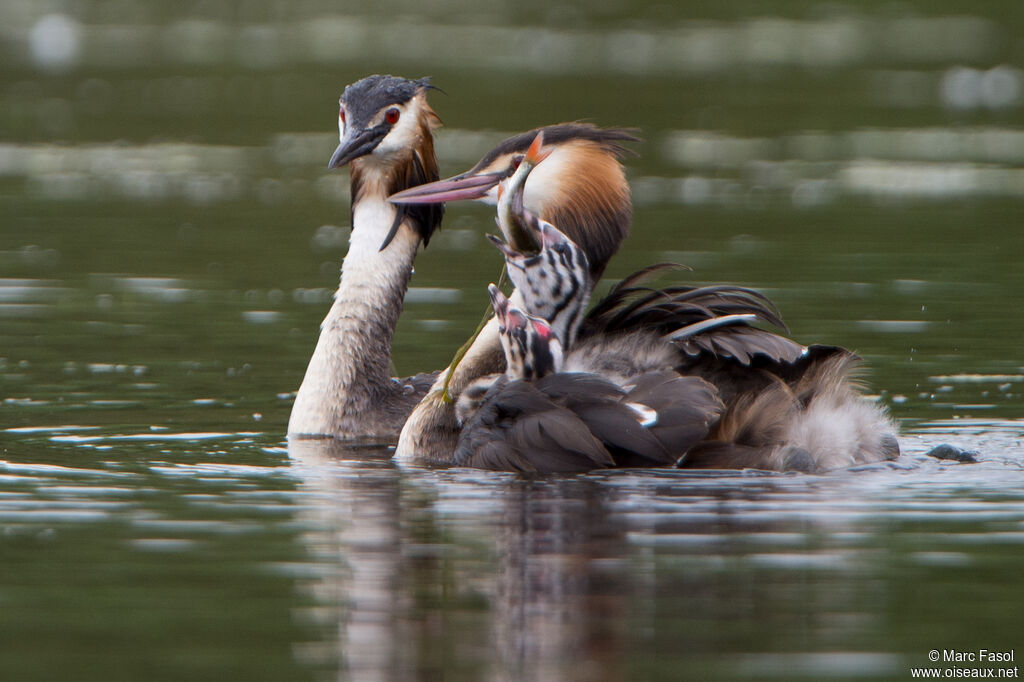 Grèbe huppé, identification, nage, régime