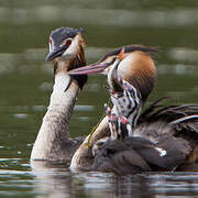 Great Crested Grebe