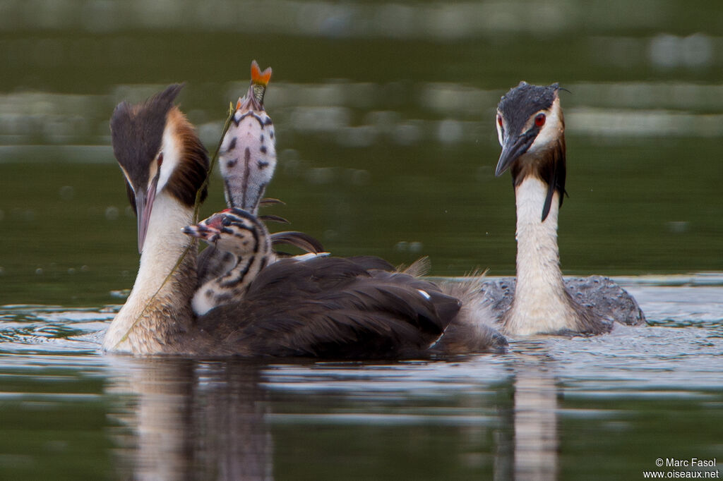 Great Crested Grebe, identification, swimming, feeding habits