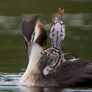 Great Crested Grebe