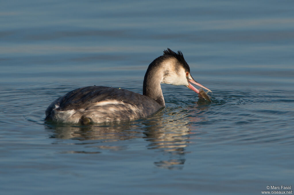 Great Crested Grebeadult post breeding, identification, eats