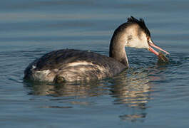 Great Crested Grebe