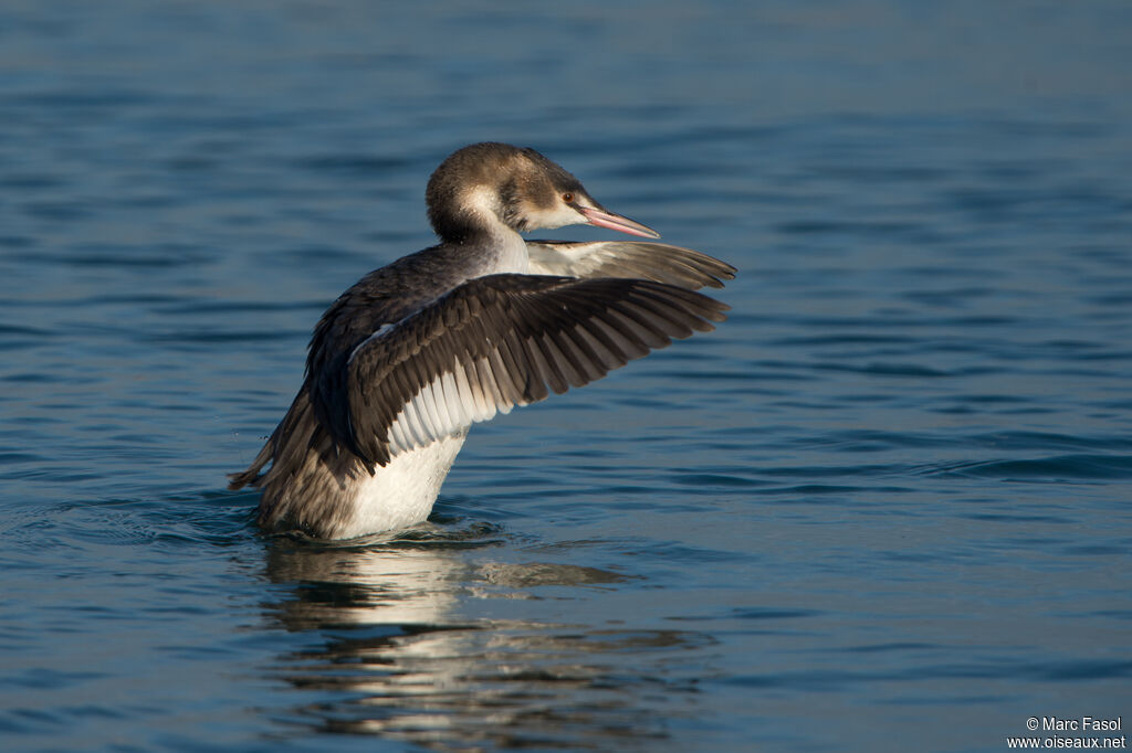 Great Crested Grebeadult post breeding, identification