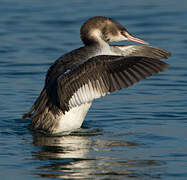 Great Crested Grebe