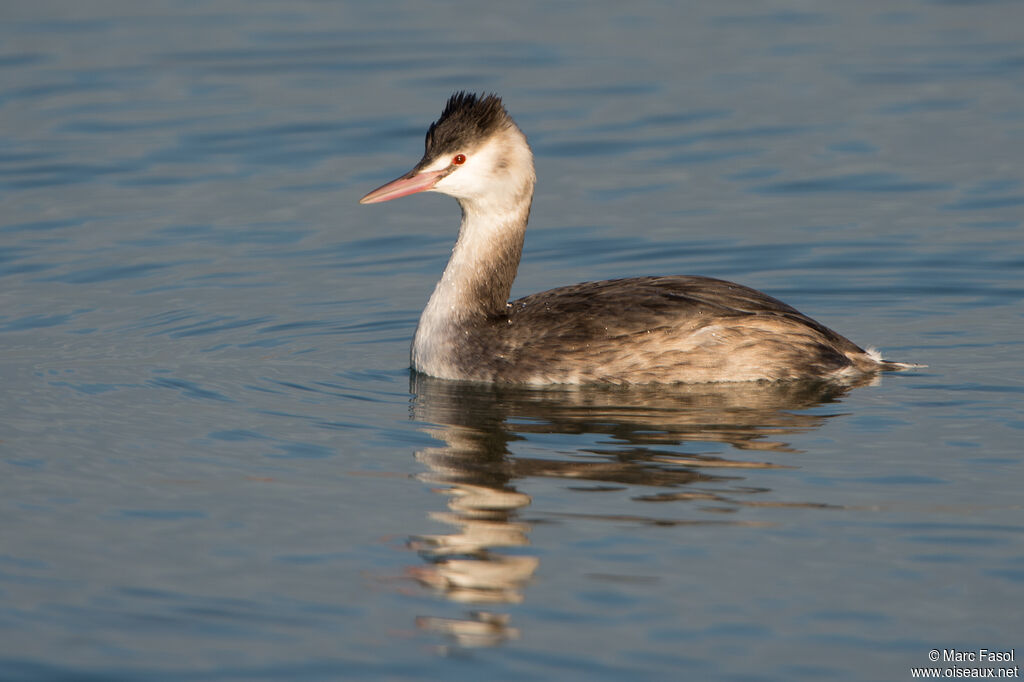 Great Crested Grebeadult post breeding, identification