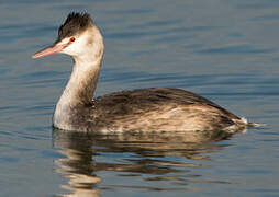 Great Crested Grebe