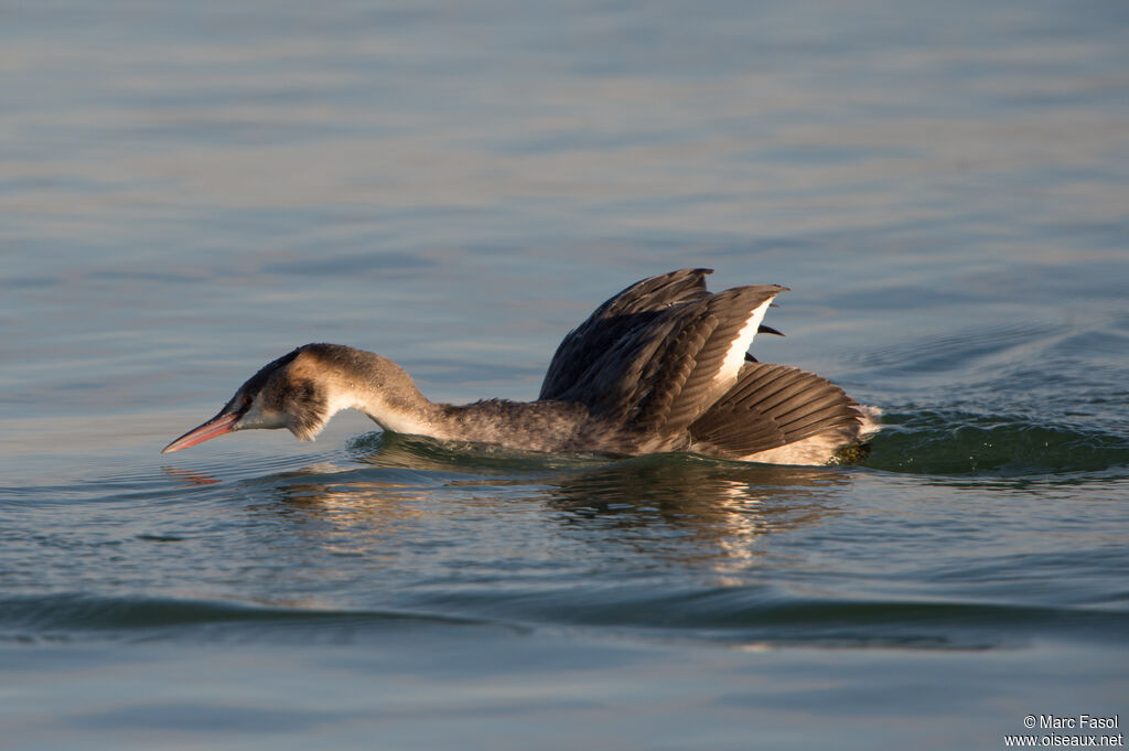 Great Crested Grebeadult post breeding, identification