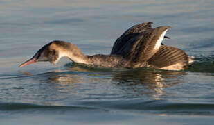 Great Crested Grebe