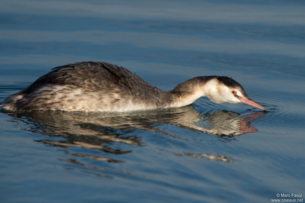 Great Crested Grebeadult post breeding, identification