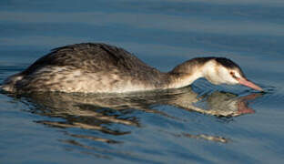 Great Crested Grebe