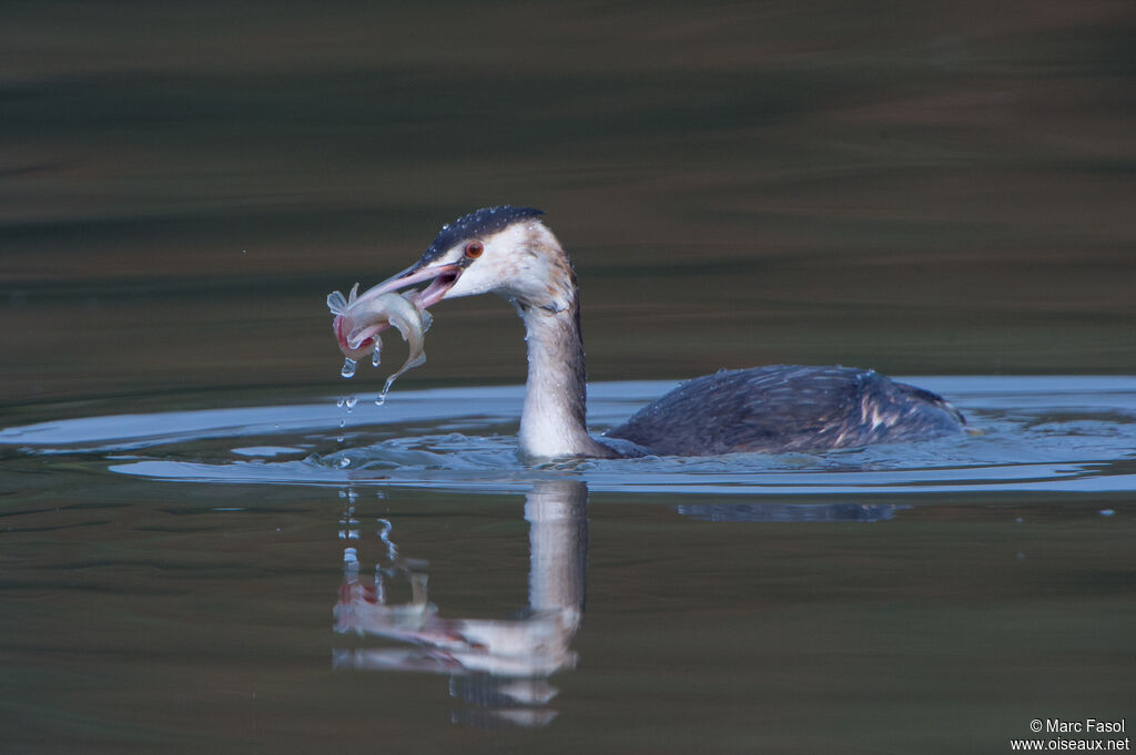 Great Crested Grebeadult transition, identification, feeding habits, fishing/hunting