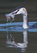 Great Crested Grebe