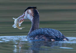 Great Crested Grebe