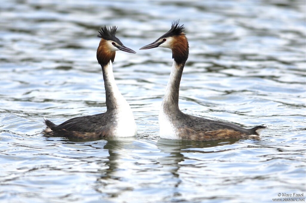 Great Crested Grebe , Behaviour