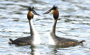 Great Crested Grebe