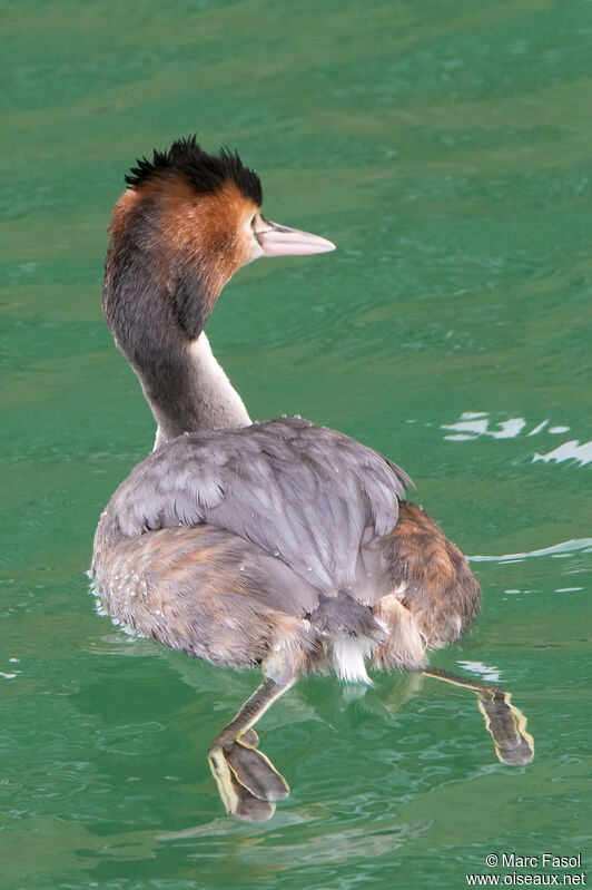 Great Crested Grebeadult breeding, identification, swimming