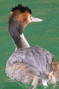 Great Crested Grebe