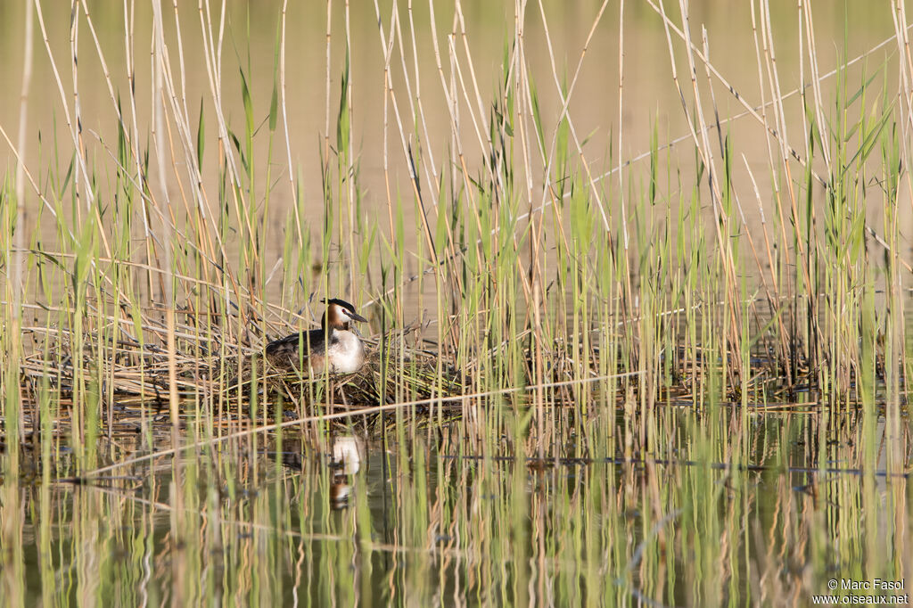 Great Crested Grebeadult breeding, identification, Reproduction-nesting