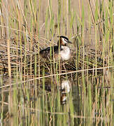 Great Crested Grebe