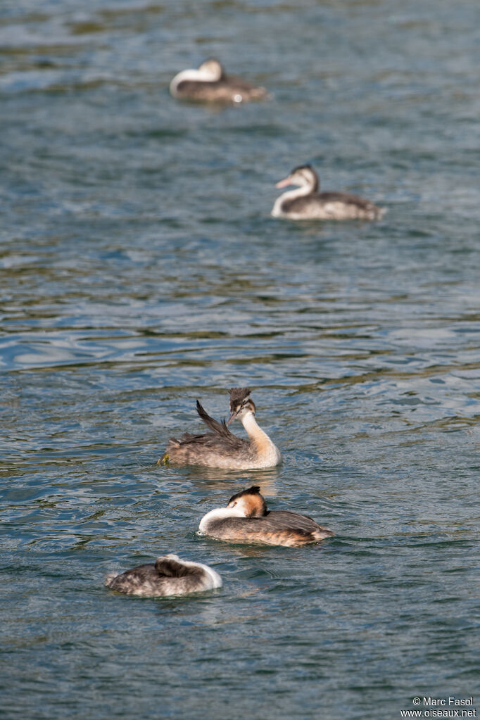 Great Crested Grebe