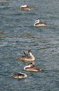 Great Crested Grebe