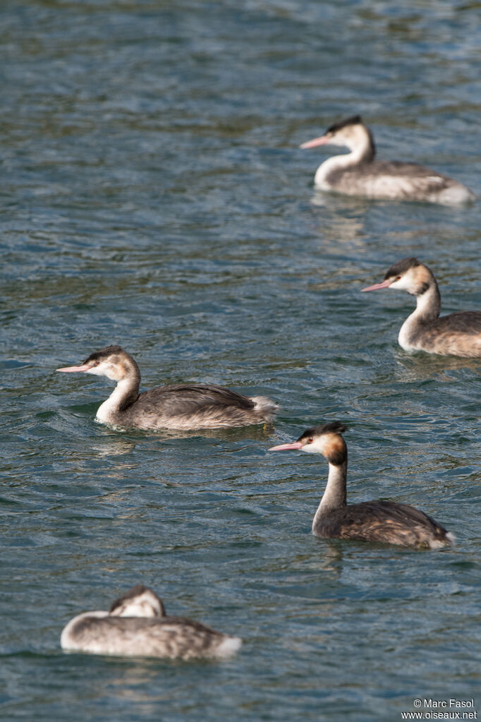 Great Crested Grebe