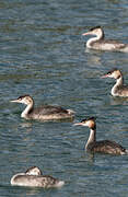 Great Crested Grebe