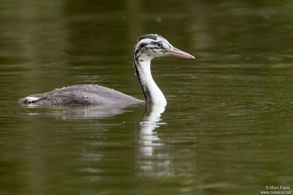 Grèbe huppéjuvénile, identification