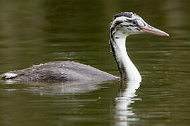 Great Crested Grebe