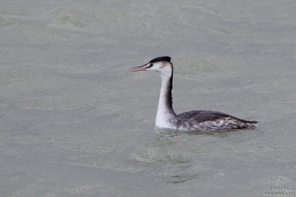 Great Crested Grebeadult post breeding, identification