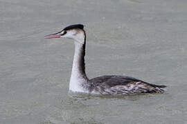 Great Crested Grebe