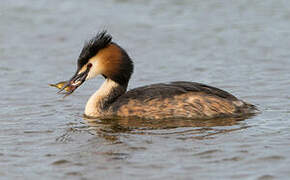 Great Crested Grebe