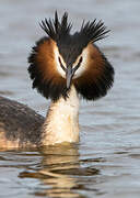 Great Crested Grebe