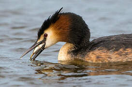 Great Crested Grebe