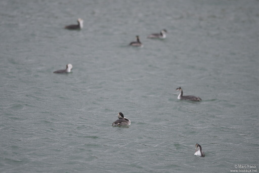 Great Crested Grebe, identification, Behaviour