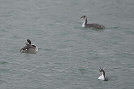 Great Crested Grebe