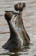 Great Crested Grebe