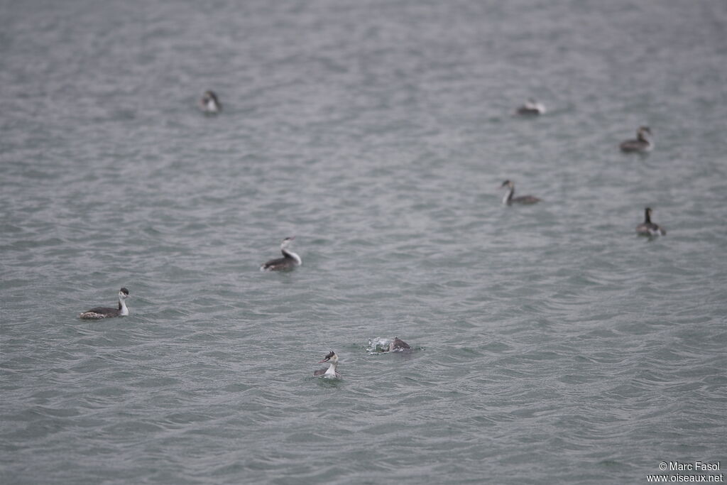 Great Crested Grebe, identification, Behaviour