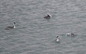 Great Crested Grebe