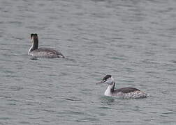 Great Crested Grebe