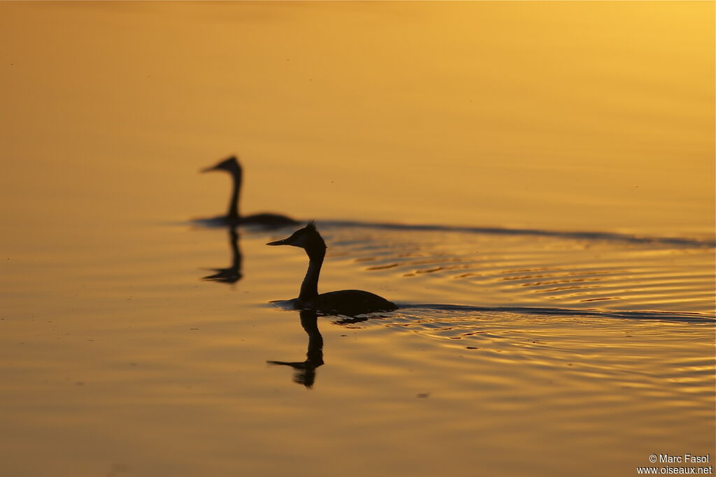 Great Crested Grebe adult breeding, identification