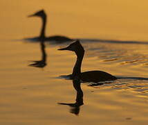 Great Crested Grebe