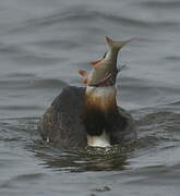 Great Crested Grebe