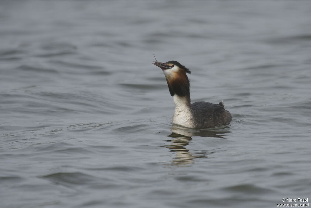 Great Crested Grebeadult breeding, identification, feeding habits, Behaviour